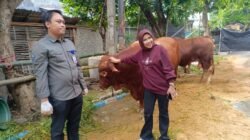 Wabup Sidoarjo Hj. Mimik Idayana Sembelih 7 Sapi, Bagikan 4.000 Paket Daging Kurban di Candi