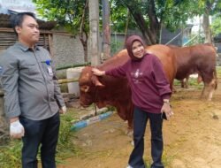 Wabup Sidoarjo Hj. Mimik Idayana Sembelih 7 Sapi, Bagikan 4.000 Paket Daging Kurban di Candi